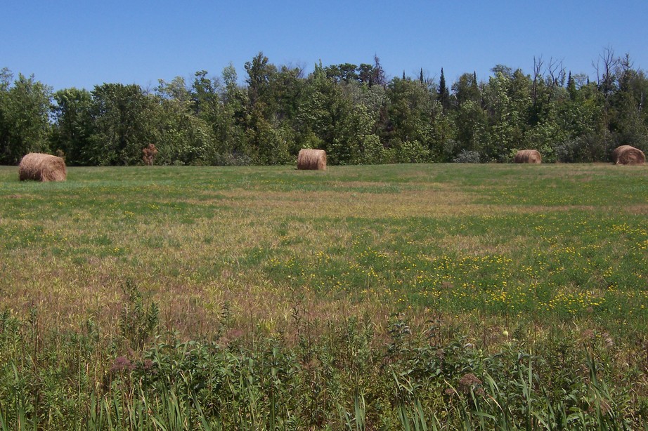 Maple, WI: Field in Maple, Wisconsin along Highway F