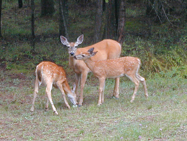 Thompson Falls, MT : Doe with Twin Fawns