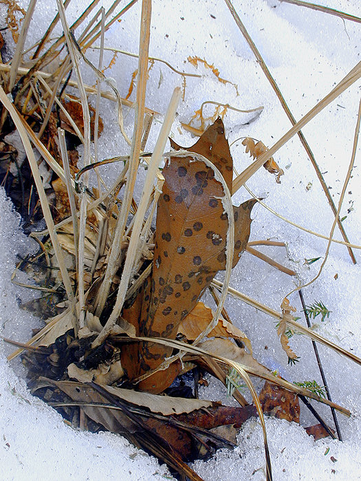 Strafford, NH : Spring 