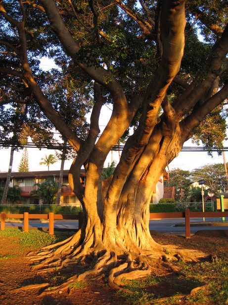 Lahaina, HI : Banyon Tree At Honokowai Beach Park Lahaina