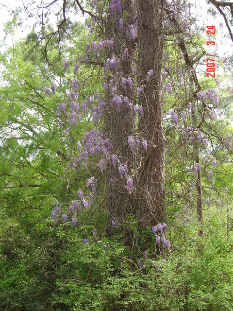 Logansport, LA : a tree which has flowers only in the spring time