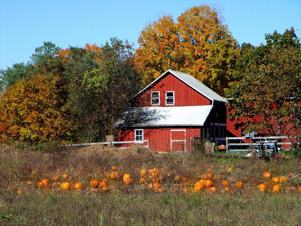 Portland, CT : Pumpkin path
