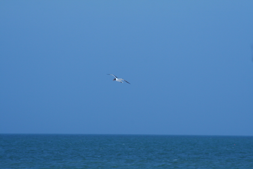 Treasure Island, FL : seagull