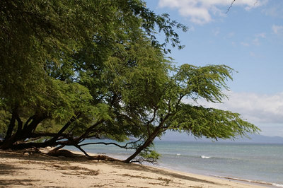 Kapalua, HI : Hawaii Beach