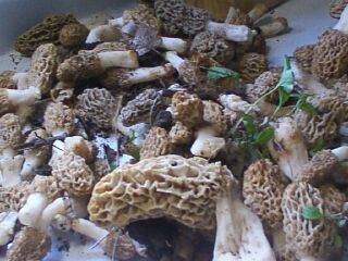 Danville, IL: Mushrooms