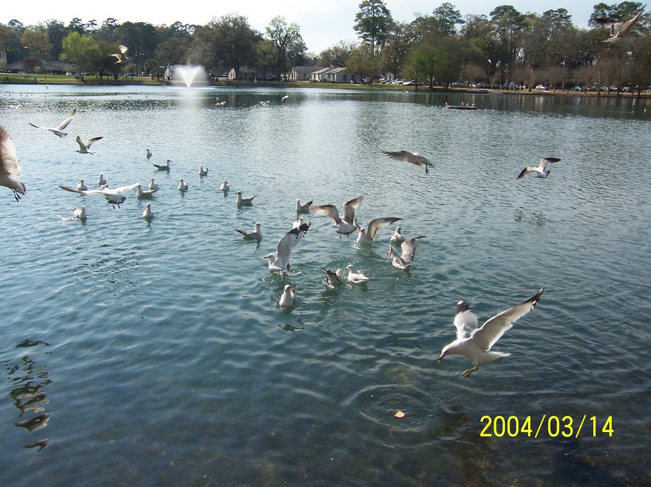 Tallahassee, FL : Lake Ella