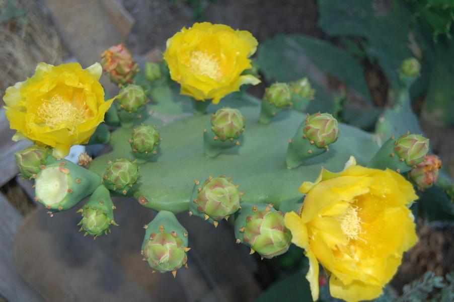 Eagle Pass, TX: a beautiful cactus flower
