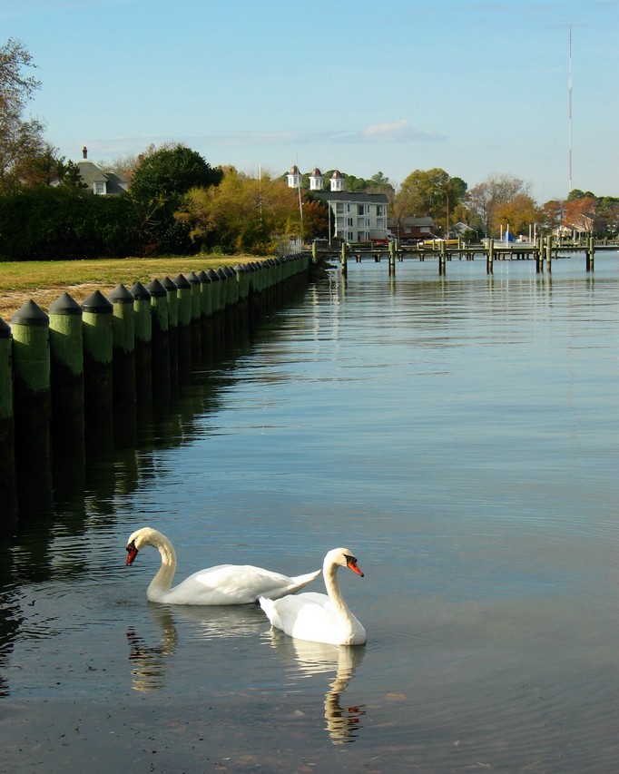 Cambridge, MD: Swans in Bay