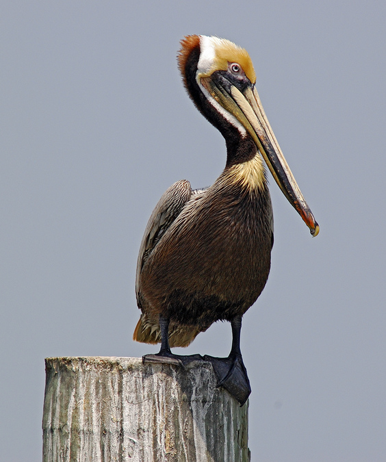 Corpus Christi, TX : Bay Watcher