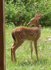 Sevierville, TN : Spring is Here in Sevirville