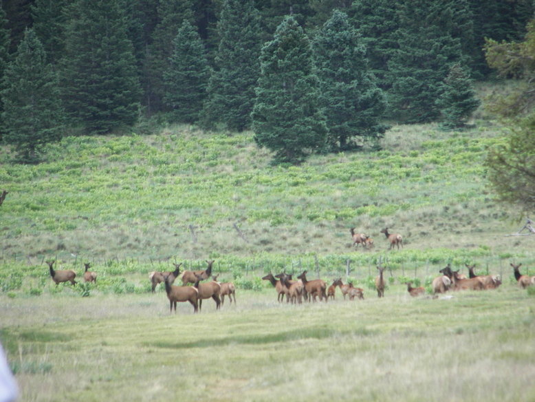 Red River, NM: Elk in the Valley