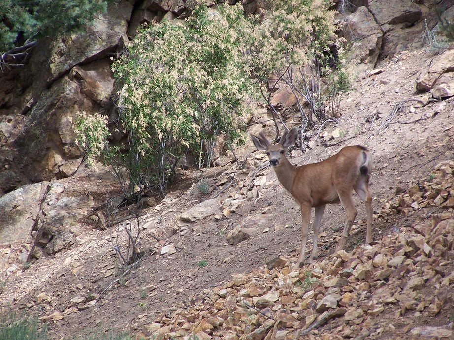 Red River, NM: Deer at the Trading Post