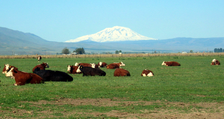 Toppenish, WA: The View of Mt. Adams from 5 Miles S.W. of Downtown Toppenish