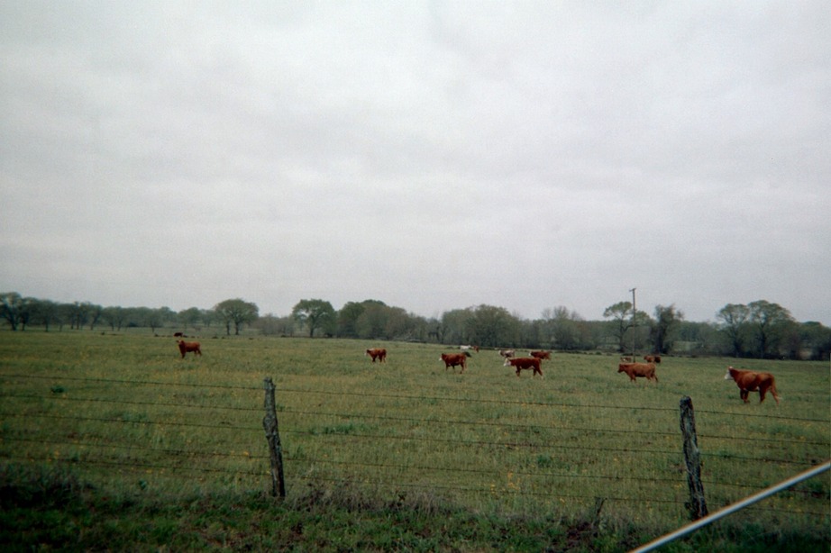 Bremond, TX: Cattle Pasture In Bremond, Tx