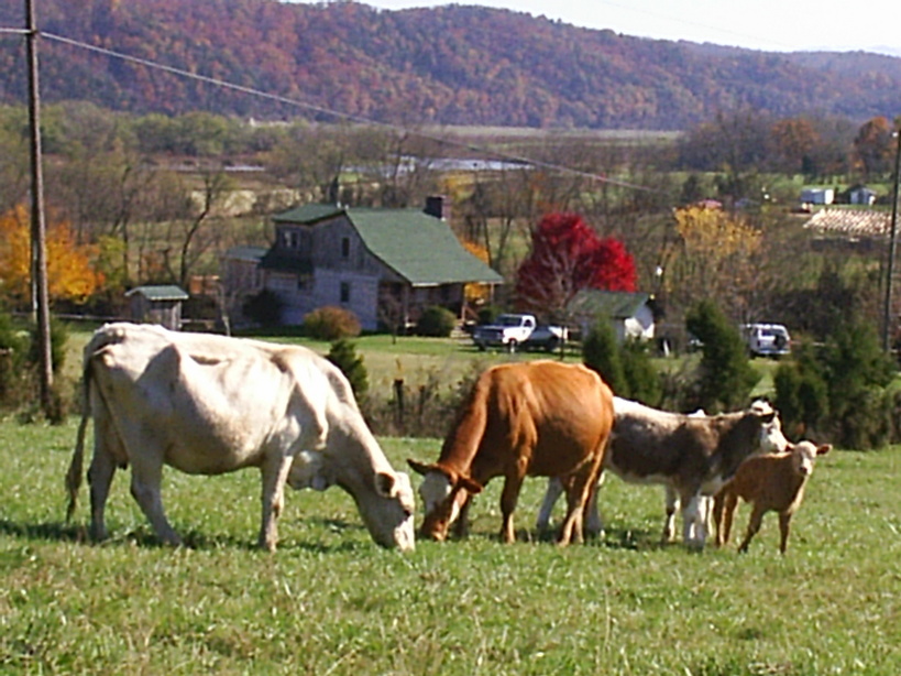 White Pine, TN : I love  White Pine