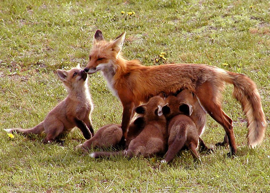 Brooklyn Park, MN: Fox family playing around in Brooklyn Park near the Mississippi