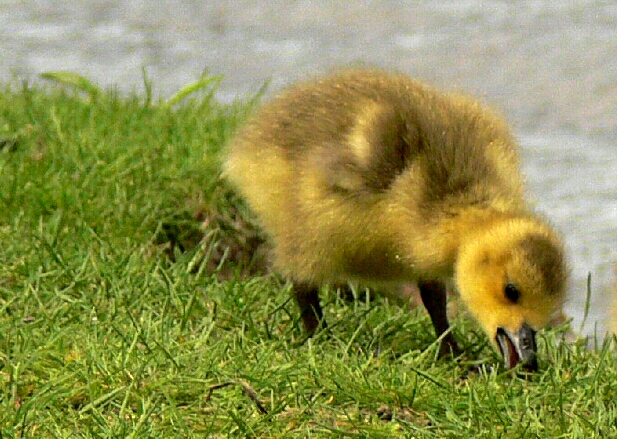 Ottawa, IL: Spring has come. Baby geese by the IL. river in Ottawa
