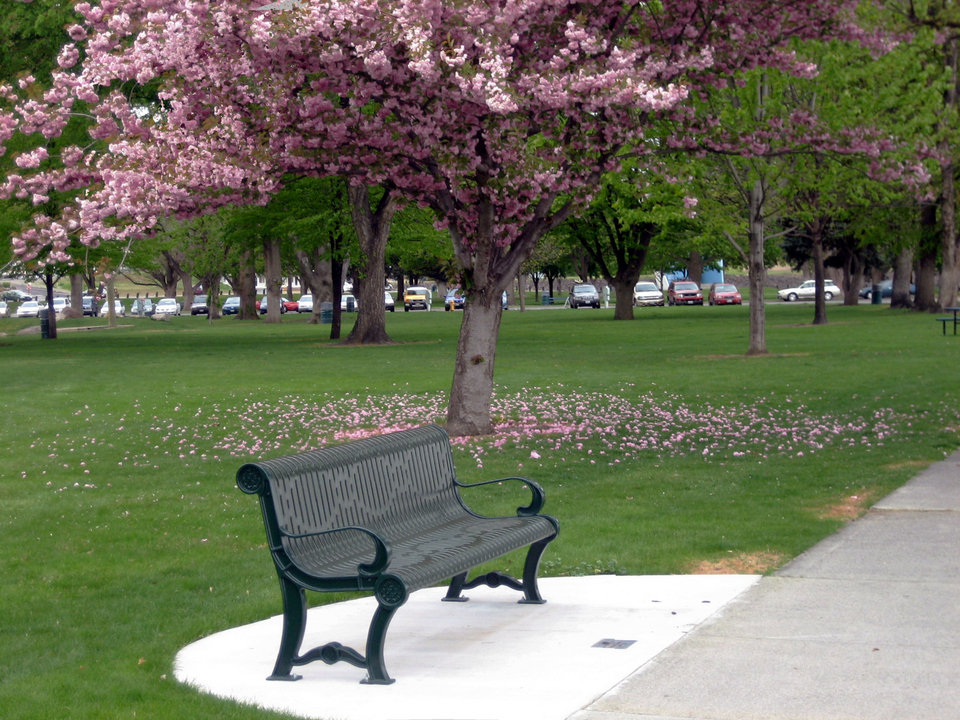 Richland, WA: Bench at Howard Amon Park in the Springtime