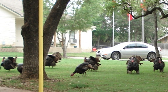 Wimberley, TX : Some of Wimberley's Wild Turkeys