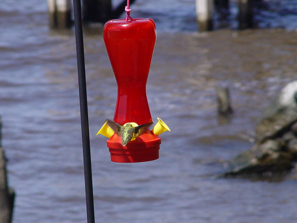 Columbia, NC : Hummingbird close-up in Columbia