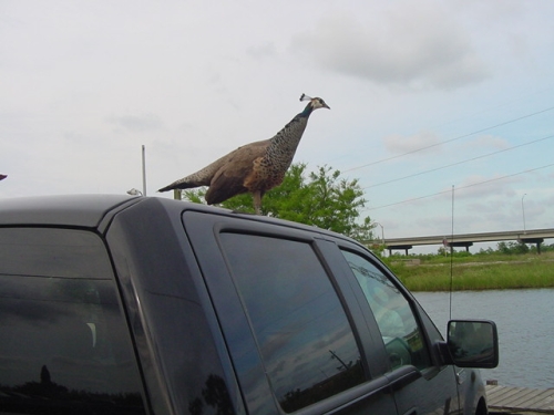 Bridge City, TX : Peahen on car at  Bridge City Restaurant