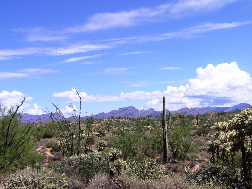 Phoenix, AZ : Arizona Mountains Outside Phoenix photo, picture, image