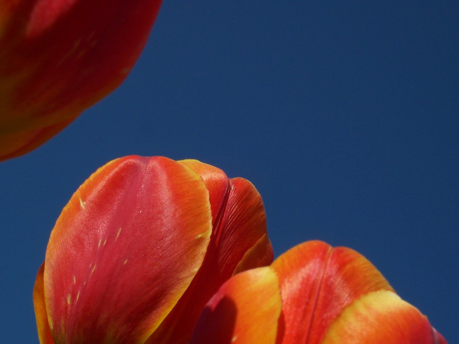 Albany, NY : flowers at tulip fest