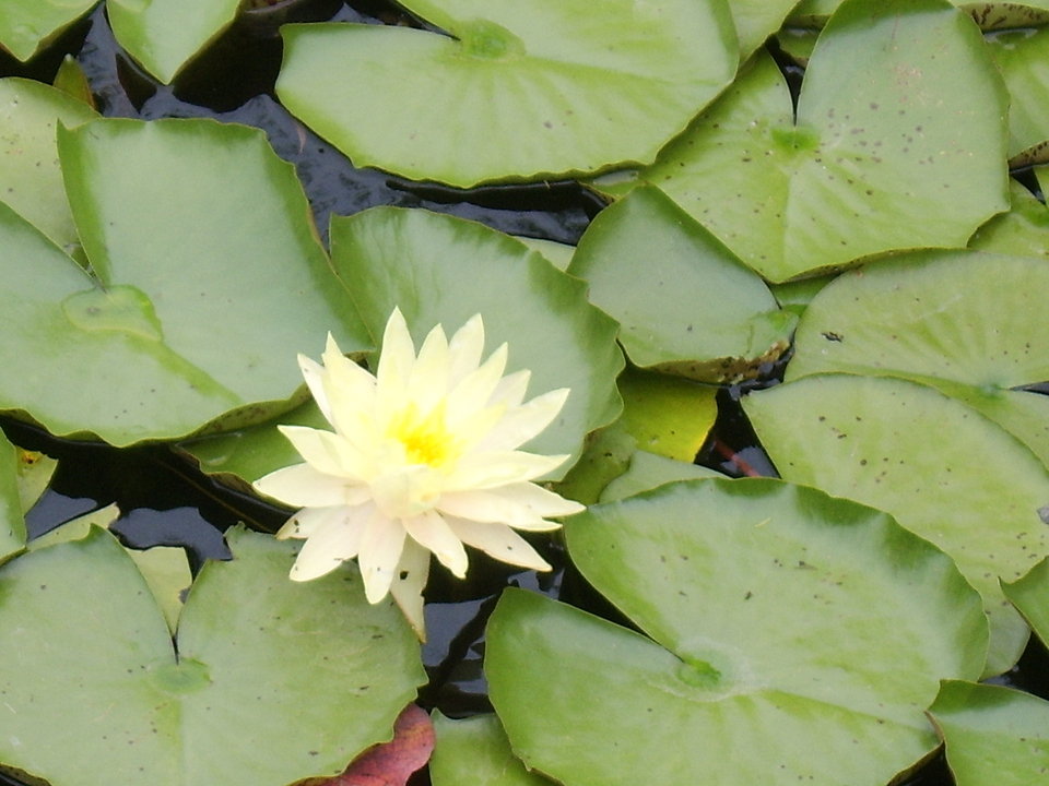 Creedmoor, NC : Pond by our new house!!