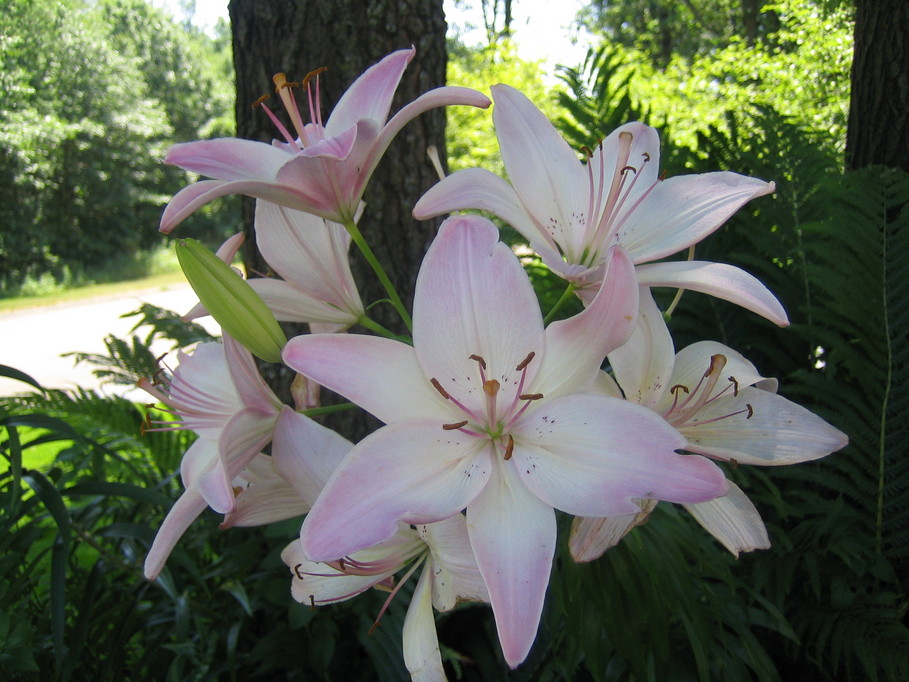 Ramsey, MN : flowers
