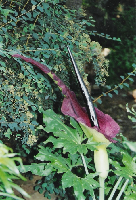 Garden Home-Whitford, OR: Amorphophallus, Mr. Stinky