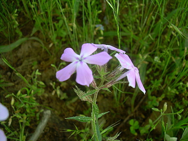 Poteau, OK: A picture of Wild Woodland Phlox wildflowers. Photo taken on the top of Cavanal Hill near the Cavanal Hill landmarker. I found it interesting that I can only find these flowers on the top of Cavanal Hill.