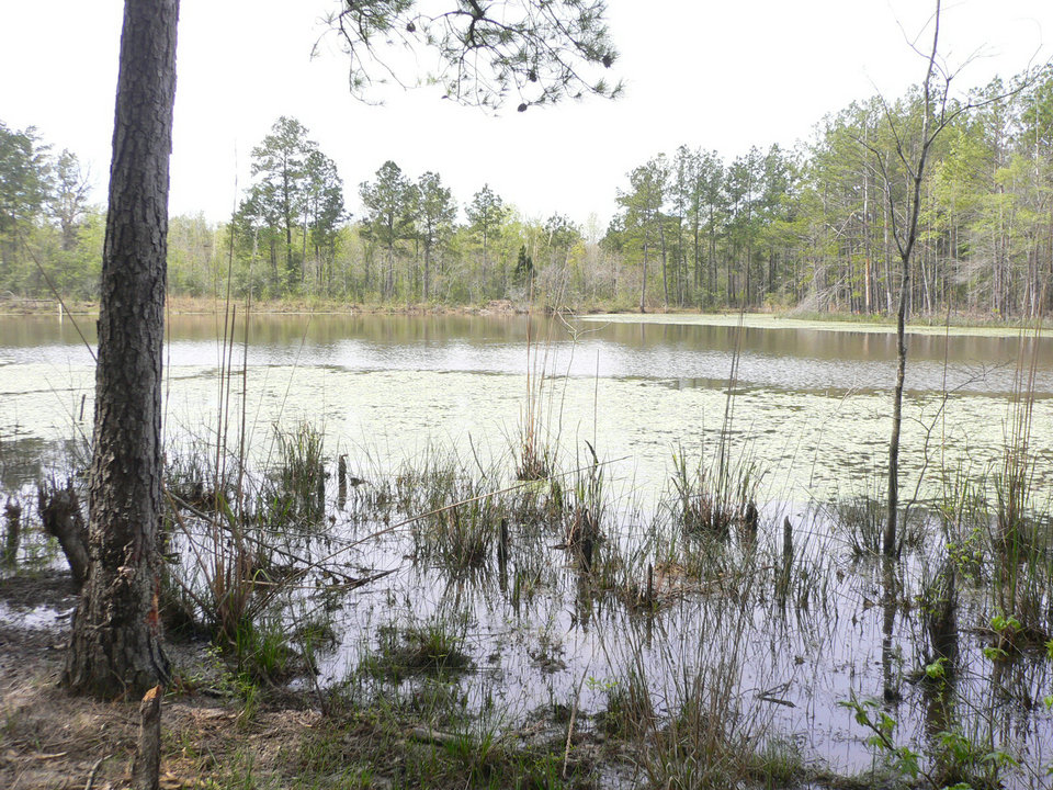 Tullos, LA Pond in the backyard photo, picture, image (Louisiana) at