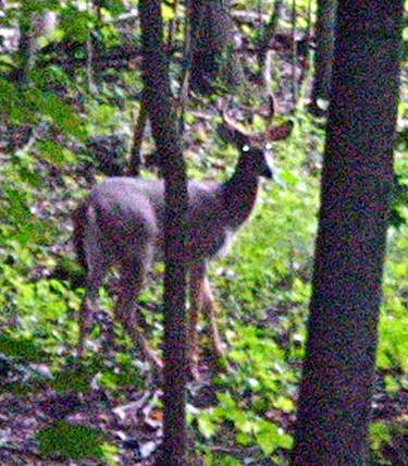 Winona, MN : wildlife in