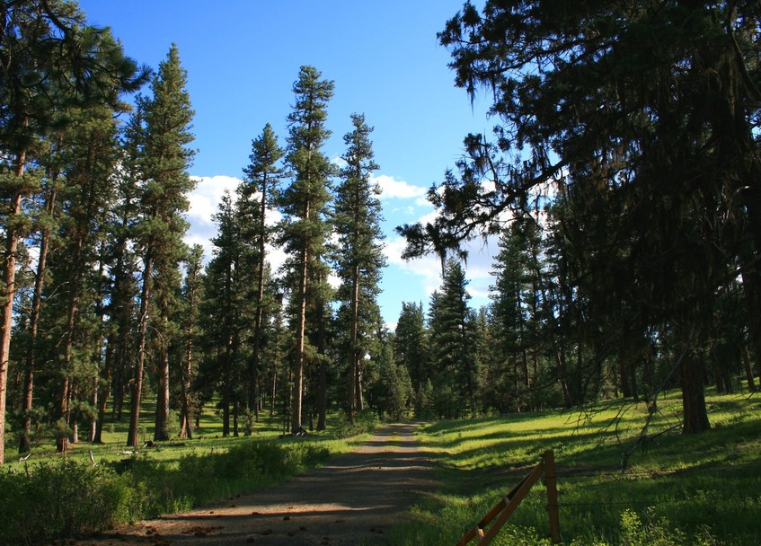 Prineville, OR: Pine Forest in the Ochoco Mtns. ten minutes from Prineville