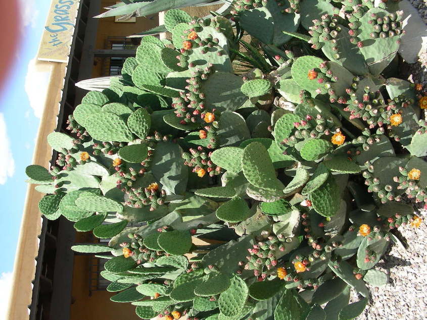Sonoita, AZ : Prickly Pear in Bloom