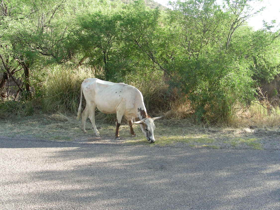 Patagonia, AZ : A Local Resident