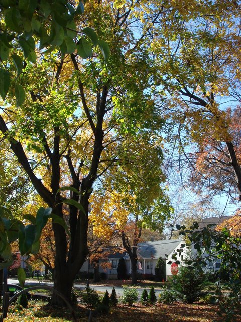 Metuchen, NJ: Autumn on Grove avenue