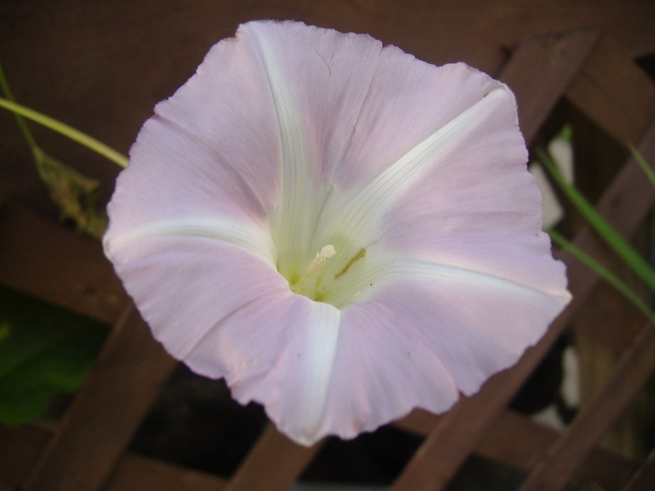 Marshallville, OH : morning glory in June