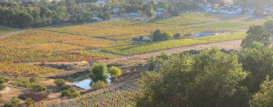 Ukiah, CA: Vineyards in North Ukiah