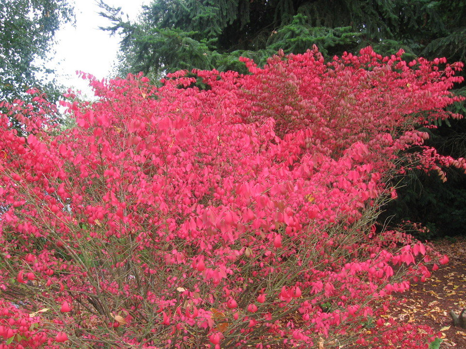 Redmond, WA : Fall in Redmond