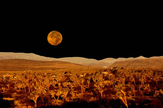 Joshua Tree, CA : moon over joshua trees photo, picture, image