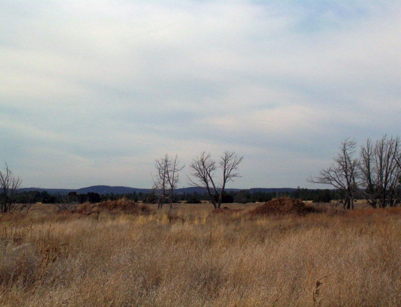Show Low, AZ : Open Meadow in Show Low