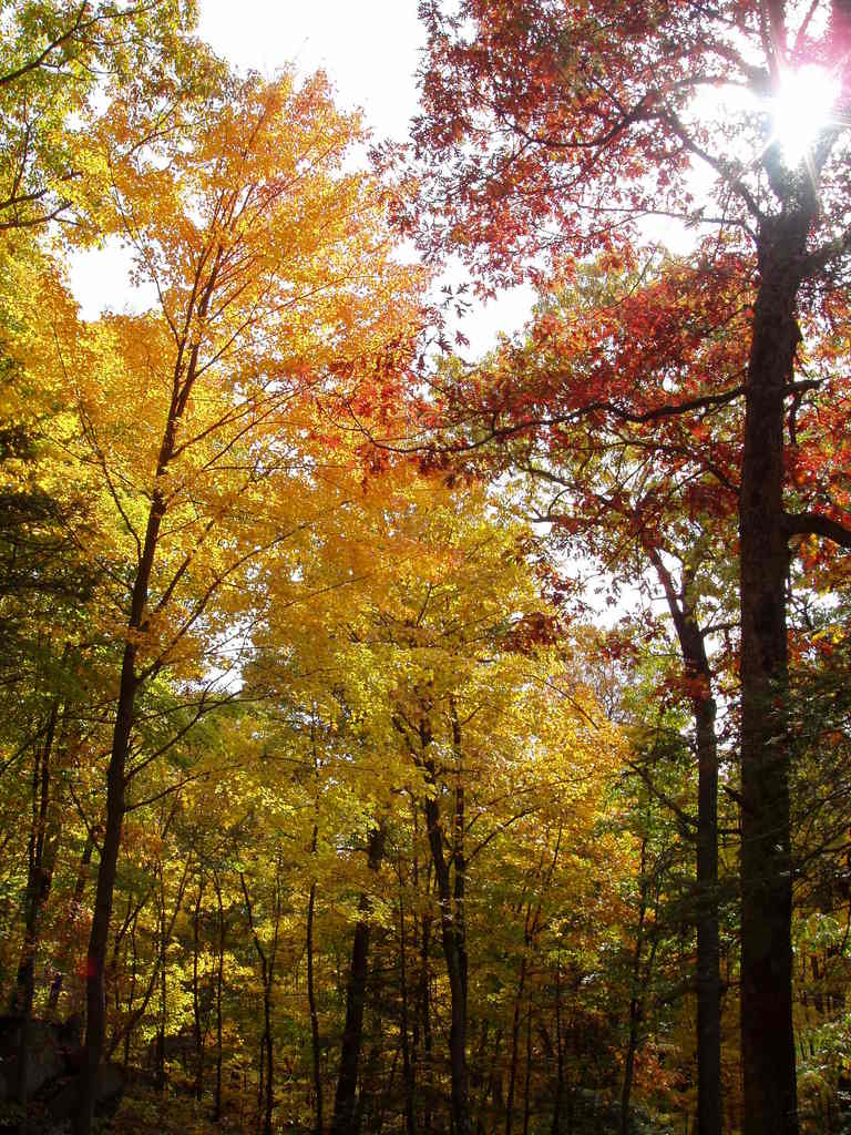 Hyde Park, NY : Fall in Hyde Park, NY