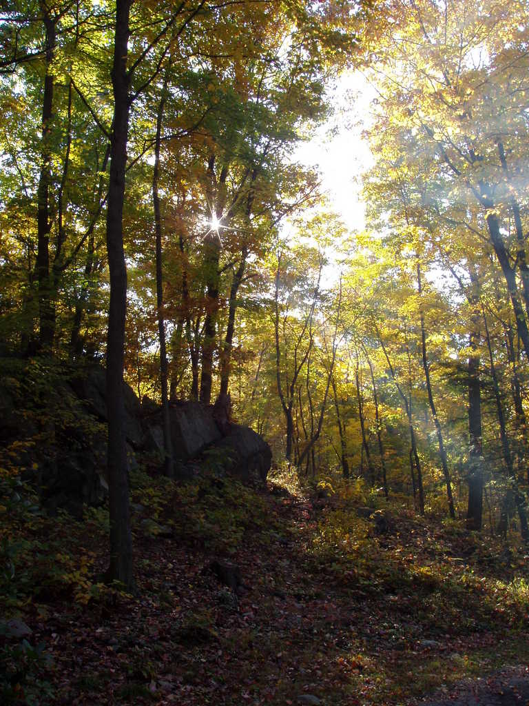 Hyde Park, NY: Fall Trees