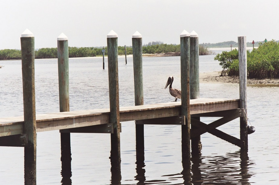 Ponce Inlet, FL: pelican on ponce inlet dock