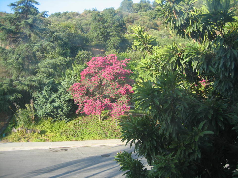 Hacienda Heights, CA : Picture of landscape around 7th street area