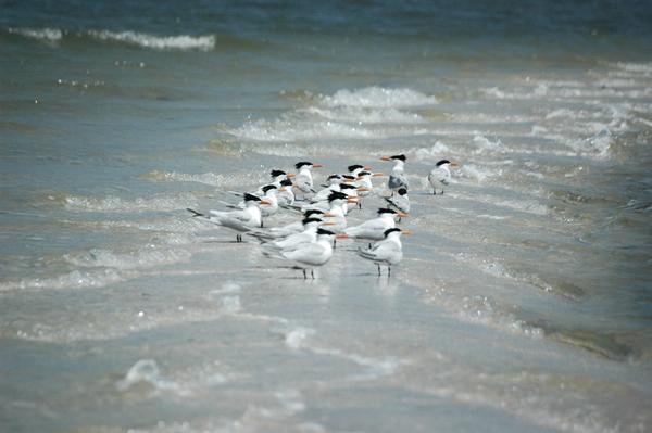 Sebastian, FL : Seagulls