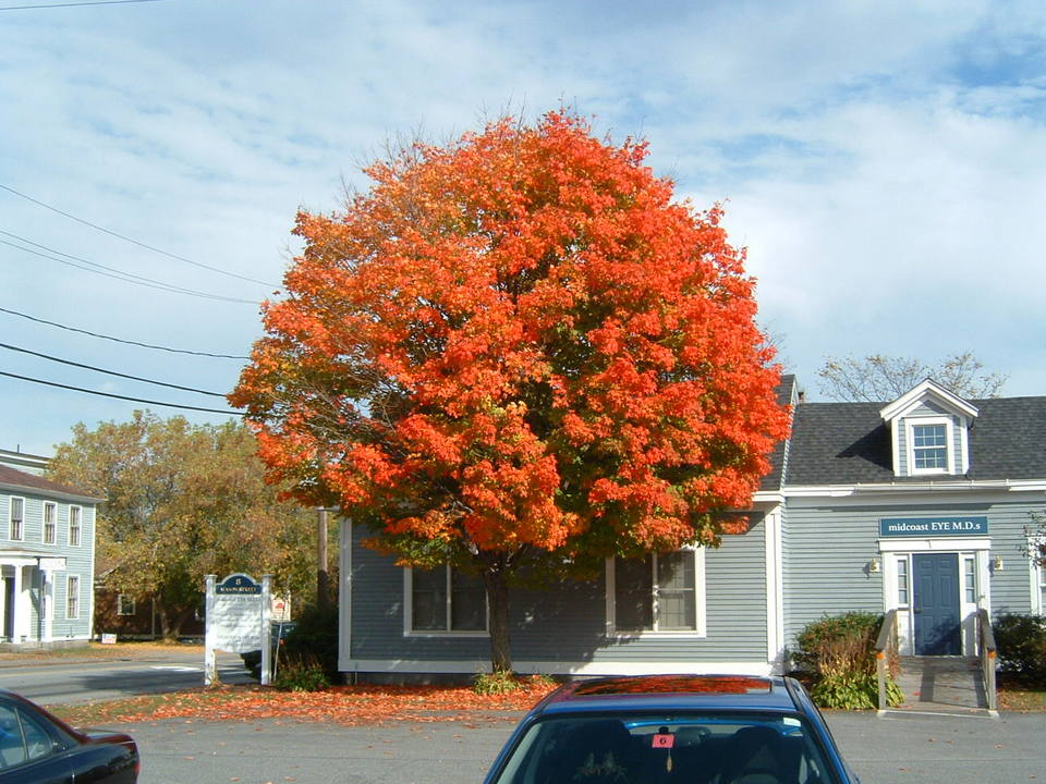 Brunswick, ME : One of the beautiful trees we have in Brunswick.  Epically nice during the fall.