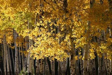 Parks, AZ : Colors of Parks