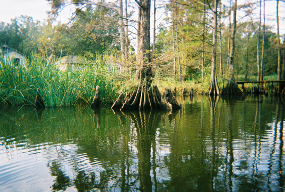 Mooringsport, LA Cypress in Caddo Lake at Mooringsport 2006 photo, picture, image (Louisiana